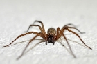 La araña de rincón: un peligro latente